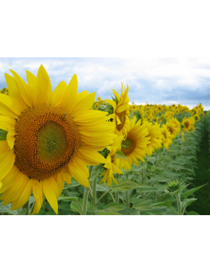 Huile de tournesol bio du Qc - Vrac Sur Roues